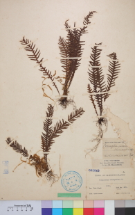 Specimen thumbnail